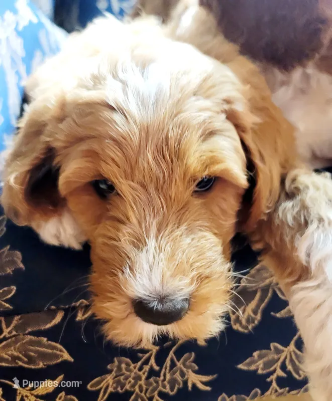 Sophia  – Goldendoodle puppy for sale in Swainsboro, GA