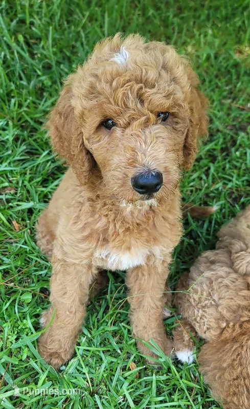 Trek – Goldendoodle puppy for sale in Swainsboro, GA