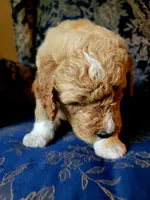 Lucky, a male Goldendoodle for sale in Swainsboro, GA – 5 of 5