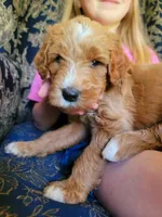 Sophia , a female Goldendoodle for sale in Swainsboro, GA – 3 of 3