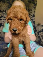 Brownie, a female Goldendoodle for sale in Swainsboro, GA – 2 of 3