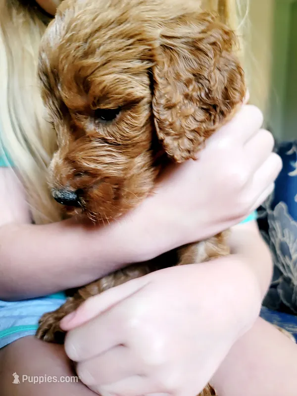 Little Bear – Goldendoodle puppy for sale in Swainsboro, GA