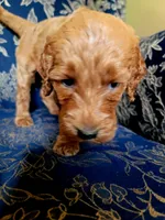 Little Bear, a male Goldendoodle for sale in Swainsboro, GA – 3 of 3