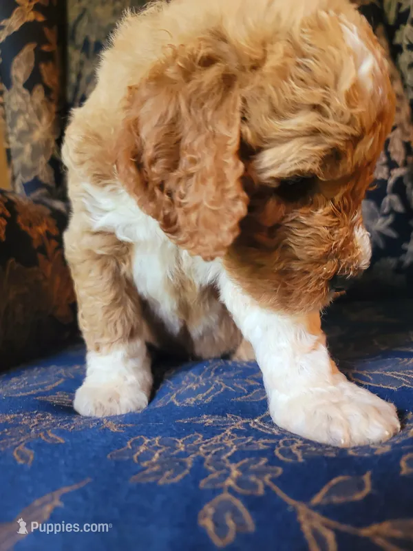 Lucky – Goldendoodle puppy for sale in Swainsboro, GA
