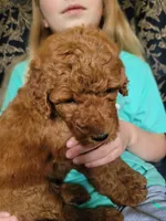 Brownie, a female Goldendoodle for sale in Swainsboro, GA – 3 of 3