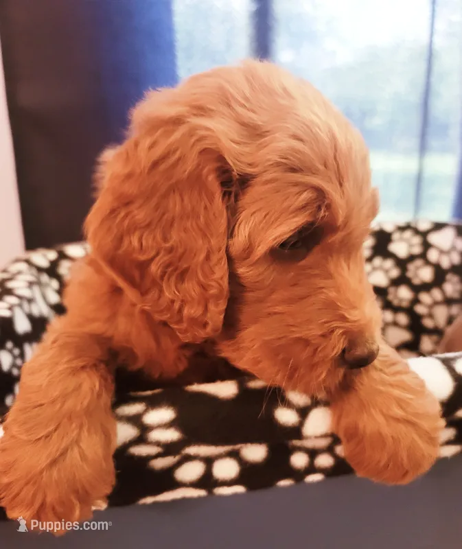 Teddy – Goldendoodle puppy for sale in Swainsboro, GA