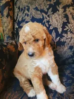 Lucky, a male Goldendoodle for sale in Swainsboro, GA – 3 of 5