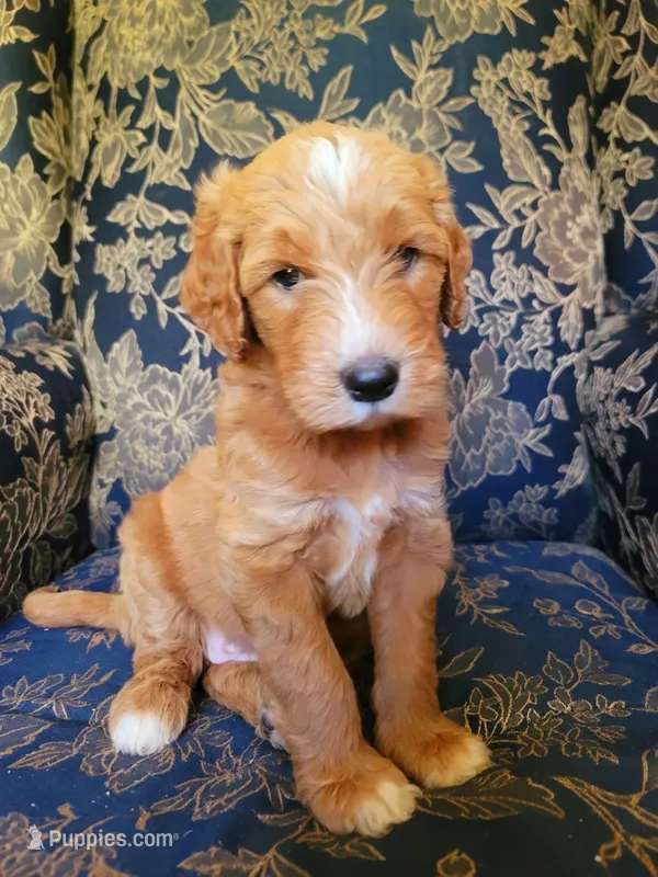 Sophia  – Goldendoodle puppy for sale in Swainsboro, GA