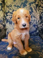 Sophia , a female Goldendoodle for sale in Swainsboro, GA – 1 of 3