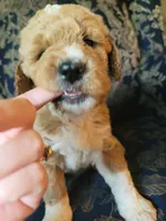 Lucky, a male Goldendoodle for sale in Swainsboro, GA – 4 of 5