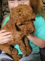 Brownie, a female Goldendoodle for sale in Swainsboro, GA – 1 of 3