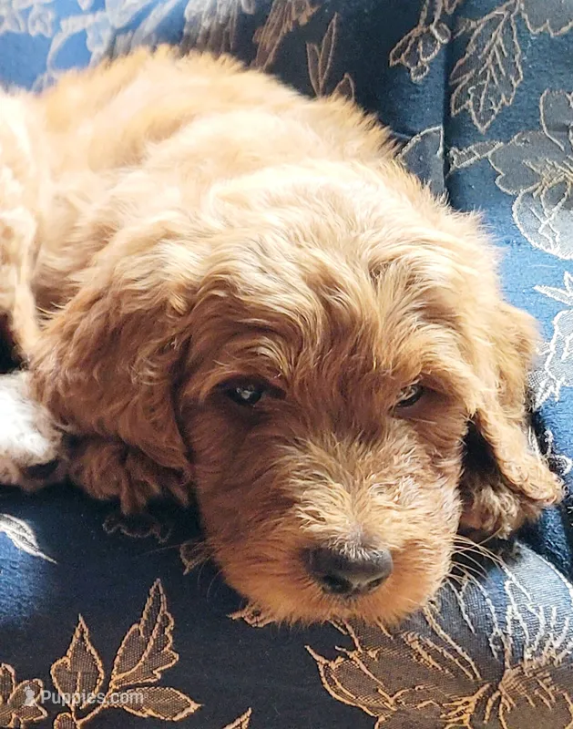 Teddy – Goldendoodle puppy for sale in Swainsboro, GA