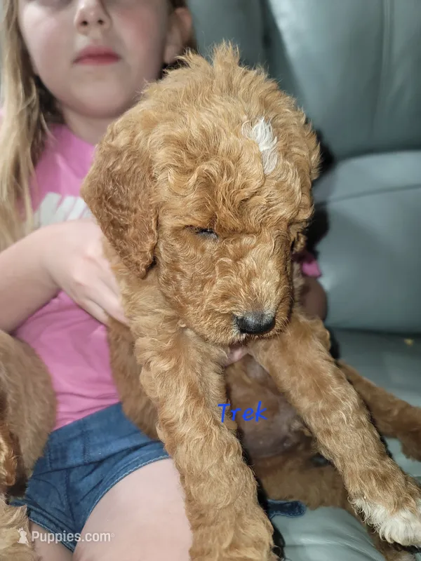 Trek – Goldendoodle puppy for sale in Swainsboro, GA