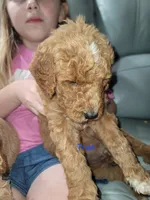 Trek, a male Goldendoodle for sale in Swainsboro, GA – 1 of 1