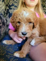 Sophia , a female Goldendoodle for sale in Swainsboro, GA – 2 of 3