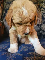 Lucky, a male Goldendoodle for sale in Swainsboro, GA – 2 of 5