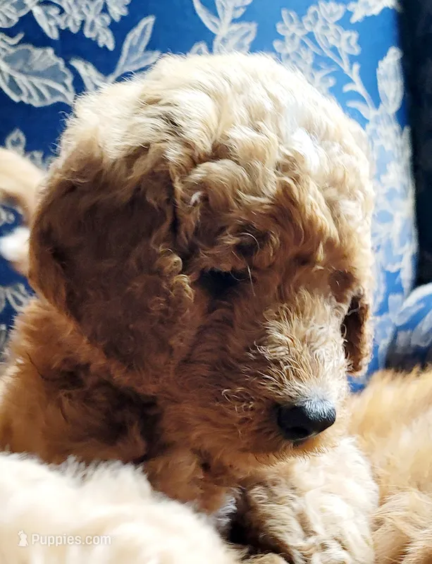 Trek – Goldendoodle puppy for sale in Swainsboro, GA