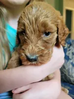 Little Bear, a male Goldendoodle for sale in Swainsboro, GA – 2 of 3