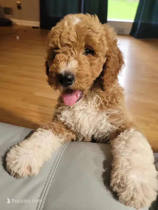 Lucky – Goldendoodle puppy on hold in Swainsboro, GA