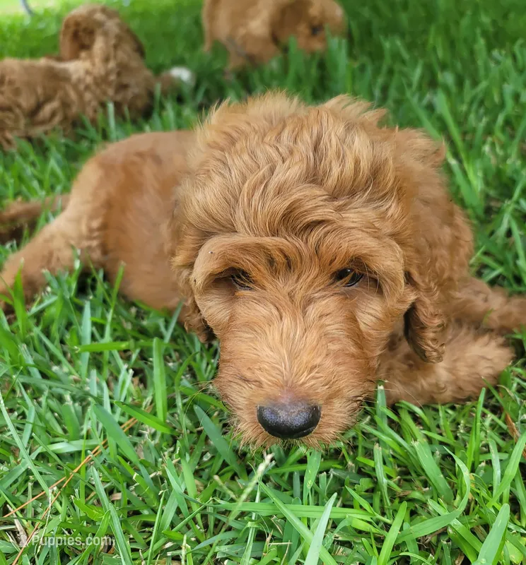 Teddy – Goldendoodle puppy for sale in Swainsboro, GA