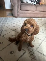 Penny, a female Miniature Goldendoodle for sale in Millersburg, OH – 4 of 5