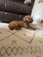Penny, a female Miniature Goldendoodle for sale in Millersburg, OH – 5 of 5