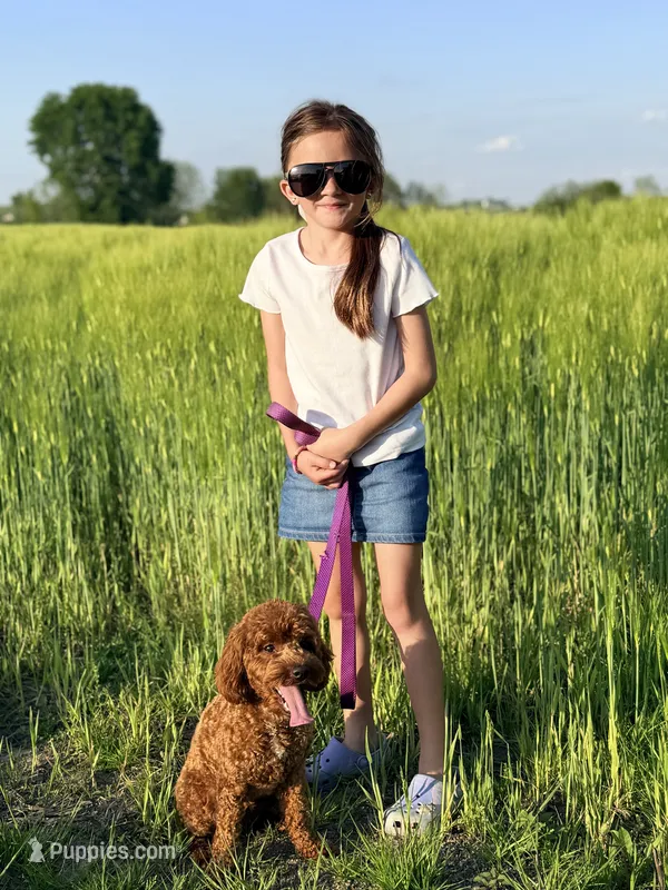 Penny – Miniature Goldendoodle puppy for sale in Millersburg, OH