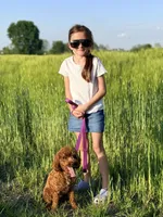 Penny, a female Miniature Goldendoodle for sale in Millersburg, OH – 1 of 5
