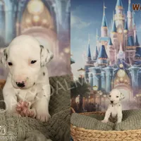 Woody, a male Dalmatian for sale in Highland, IL – Photo 2 of 2