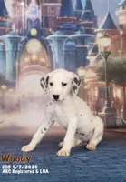 Woody, a male Dalmatian for sale in Highland, IL – Photo 1 of 2