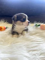 Tortellini , a male Pembroke Welsh Corgi for sale in Glastonbury, CT – 3 of 6
