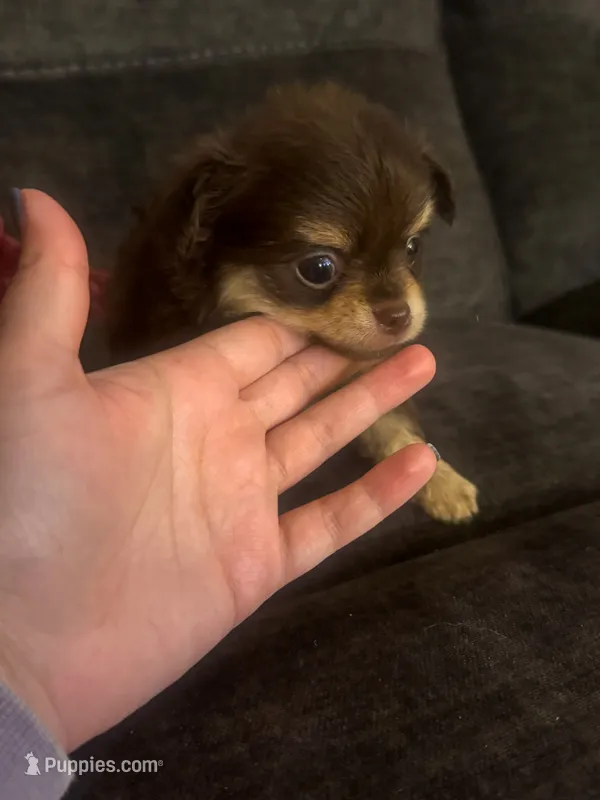 Bentley – Chihuahua puppy for sale in Glastonbury, CT