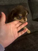 Bentley, a male Chihuahua for sale in Glastonbury, CT – 1 of 5