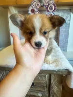Fettucine ( Fat Boy ), a male Pembroke Welsh Corgi for sale in Glastonbury, CT – 7 of 10