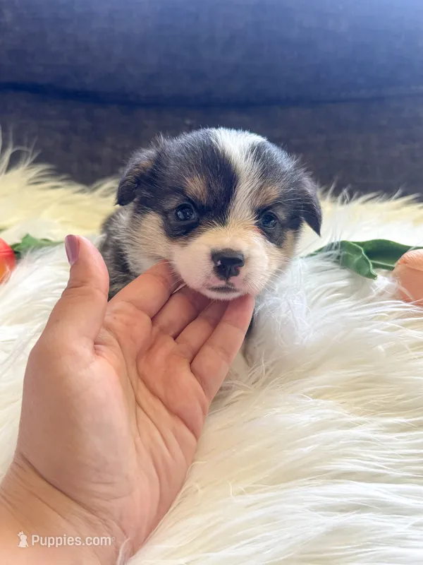 Tortellini  – Pembroke Welsh Corgi puppy for sale in Glastonbury, CT