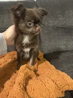 Chico, a male Chihuahua for sale in Glastonbury, CT – 2 of 6