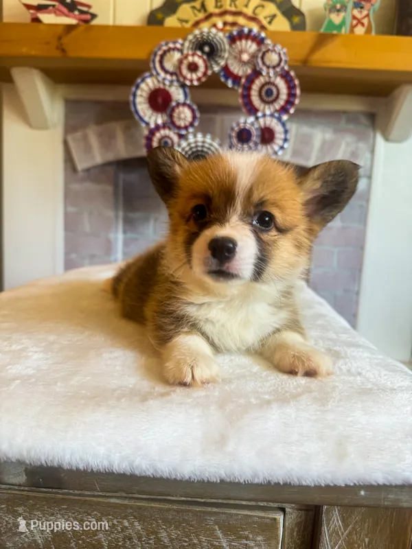 Alfredo – Pembroke Welsh Corgi puppy for sale in Glastonbury, CT
