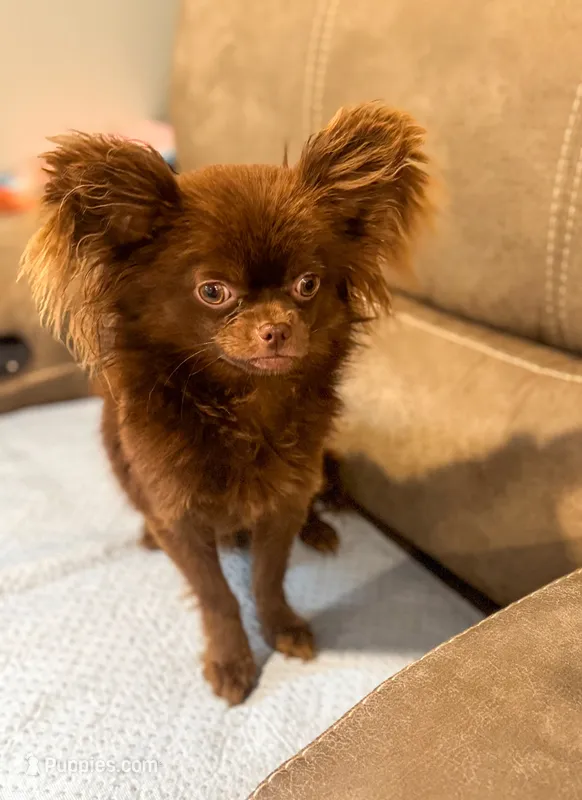 Teddy – Chihuahua puppy for sale in Glastonbury, CT