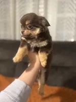 Woody Brown, a male Chihuahua for sale in Glastonbury, CT – 4 of 5