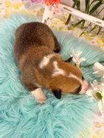 Penne, a female Pembroke Welsh Corgi for sale in Glastonbury, CT – 3 of 5
