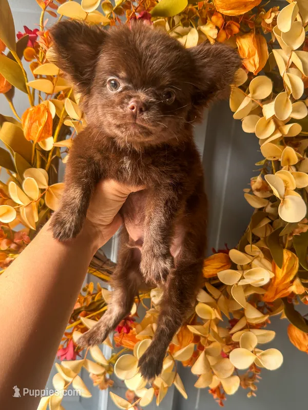 Zen – Chihuahua puppy for sale in Glastonbury, CT