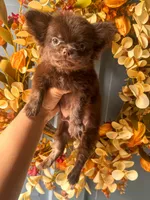 Zen, a male Chihuahua for sale in Glastonbury, CT – 1 of 5
