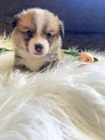 Fettucine ( Fat Boy ), a male Pembroke Welsh Corgi for sale in Glastonbury, CT – 2 of 7