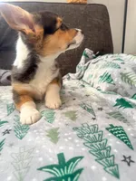 Peppermint, a female Pembroke Welsh Corgi for sale in Glastonbury, CT – Photo 5 of 5