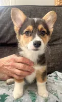 Peppermint, a female Pembroke Welsh Corgi for sale in Glastonbury, CT – Photo 3 of 5