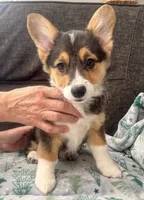 Peppermint, a female Pembroke Welsh Corgi for sale in Glastonbury, CT – Photo 1 of 5