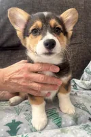 Peppermint, a female Pembroke Welsh Corgi for sale in Glastonbury, CT – Photo 4 of 5