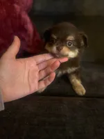 Bentley, a male Chihuahua for sale in Glastonbury, CT – 5 of 5