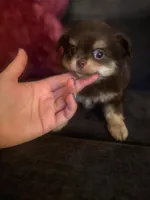 Bentley, a male Chihuahua for sale in Glastonbury, CT – 2 of 5