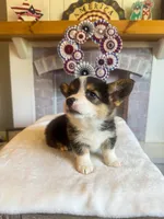 Tortellini , a male Pembroke Welsh Corgi for sale in Glastonbury, CT – 5 of 6